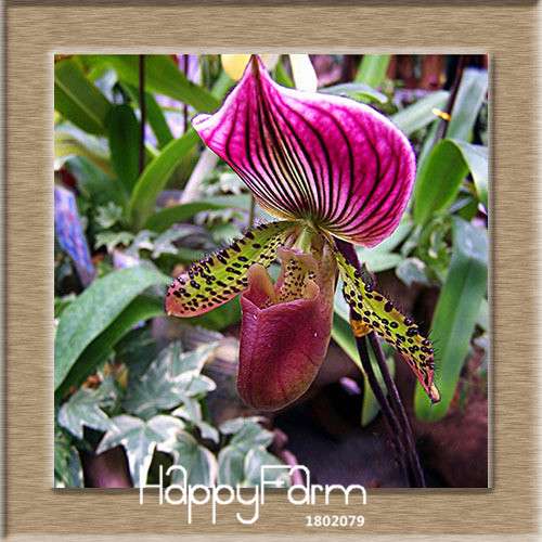 18 Color Orchid Seeds - Cypripedium & Paphiopedilum Bonsai Flower Seeds, Exotic Home Garden Planting