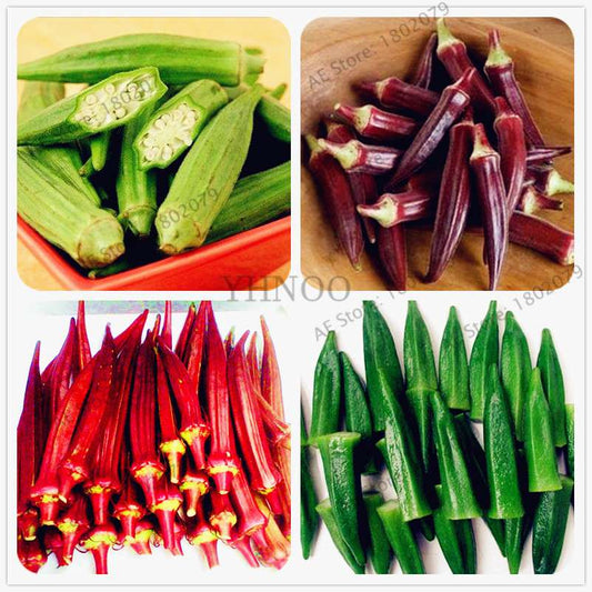 Organic Non-GMO Okra Seeds | Heirloom Vegetable Seeds for Kidney Health, Fun Countryside Gardening