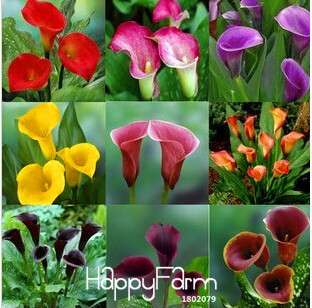 Premium Dutch Calla Lily Seeds - Fresh Flower Bulbs for Planting
