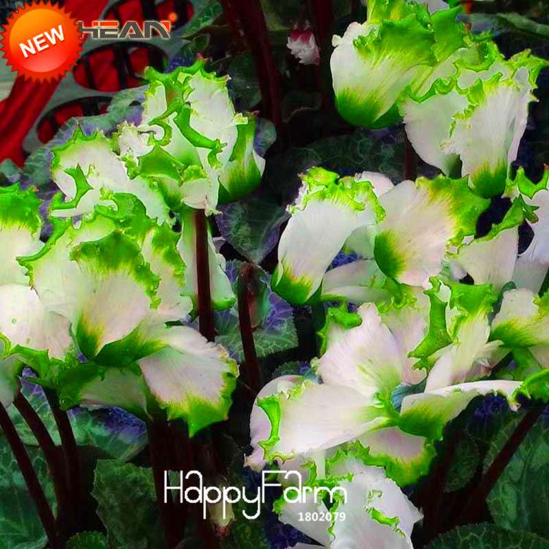 Cyclamen Seeds - Green Edge White Perennial Flowering Plants | Fast-Growing & Easy Care