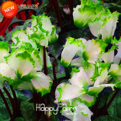 Cyclamen Seeds - Green Edge White Perennial Flowering Plants | Fast-Growing & Easy Care