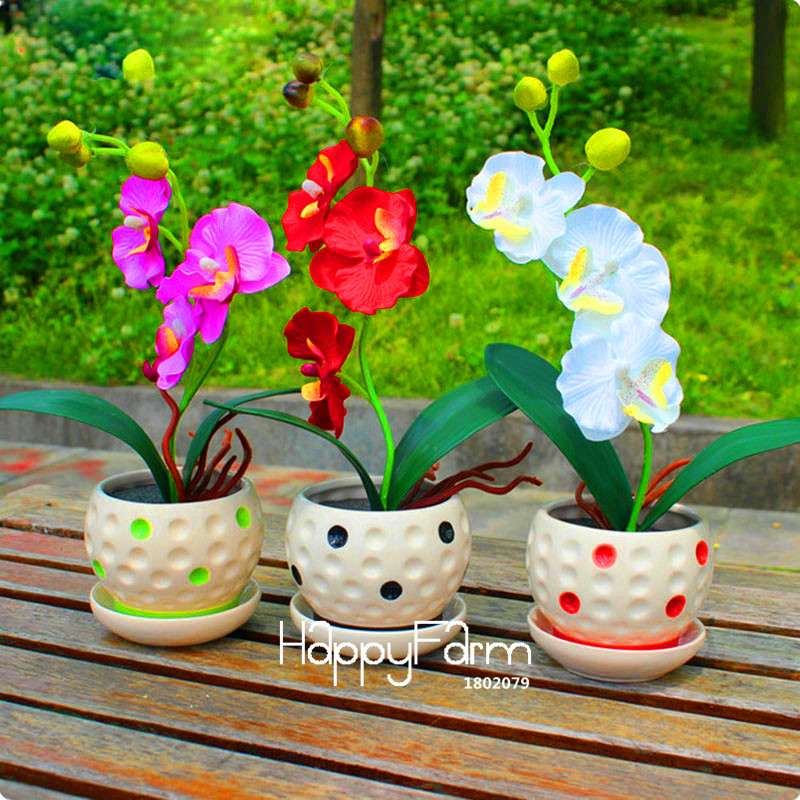 Phalaenopsis Orchid Seeds - Premium Bonsai Flower Seeds for Home & Indoor Garden Planting