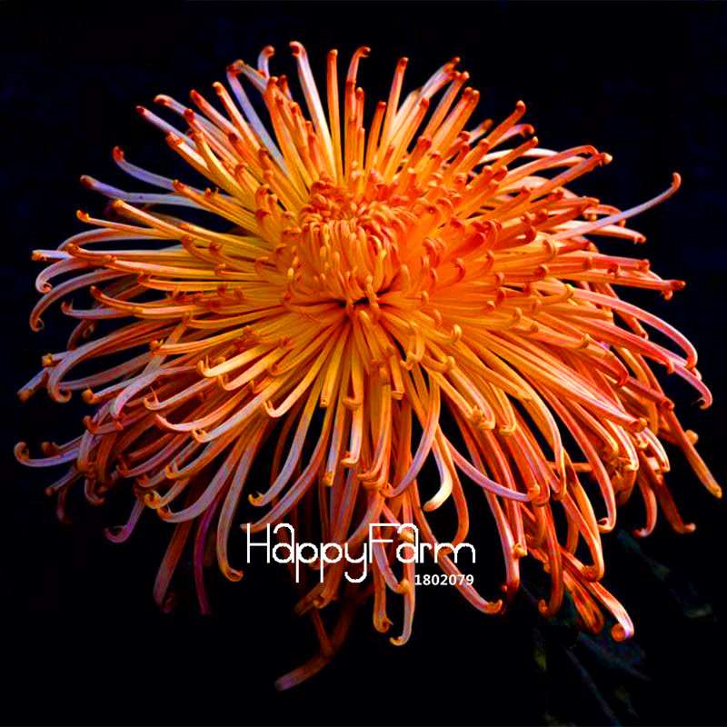 Fragrant Chrysanthemum Seeds - Colorful Bonsai Flower Seeds for Home Garden Planting