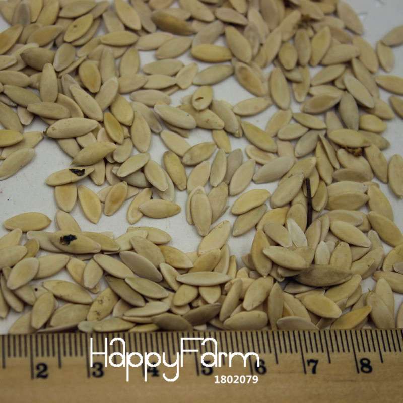 Cucumber Seeds for Planting - Multiple Varieties, Perfect for Balcony, Courtyard & Bonsai | Non-GMO Vegetable & Fruit Seeds