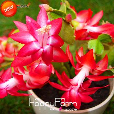 24 Color Rare Schlumbergera Bonsai Seeds - | Unique Truncatus Flower Seeds for Planting