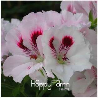 Geranium Seeds for Potted Balcony Planting - Fast Sprouting Pelargonium Flowers