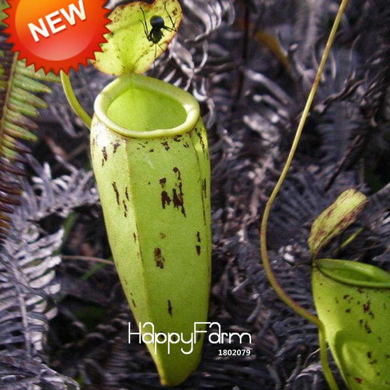 Carnivorous Nepenthes Seeds - Mosquito Eating Plant for Bonsai & Garden - Rare Insectivorous Variety