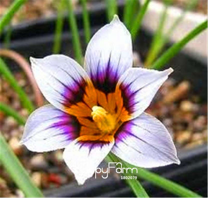 Romulea Flower Seeds - Rare, Fresh & Beautiful for Home Garden Planting