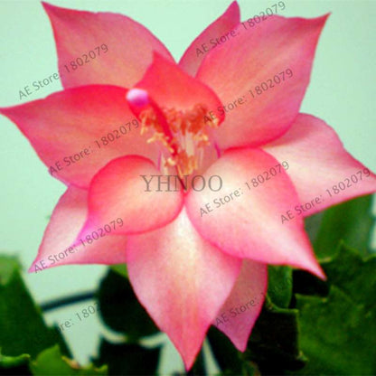 Mixed Color Christmas Cactus Seeds - Schlumbergera Bonsai Plant for Home & Garden Planting