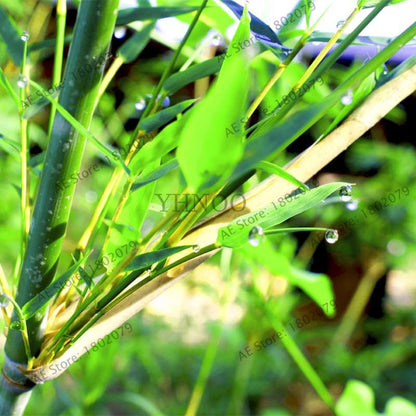Colorful Bamboo Seeds - Rare Chinese Perennial Ornamental Plants for Garden