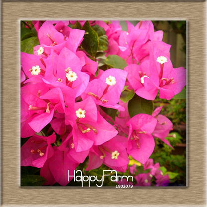 9 Varieties Bougainvillea Spectabilis Seeds - Perennial Bonsai & Flowering Plants