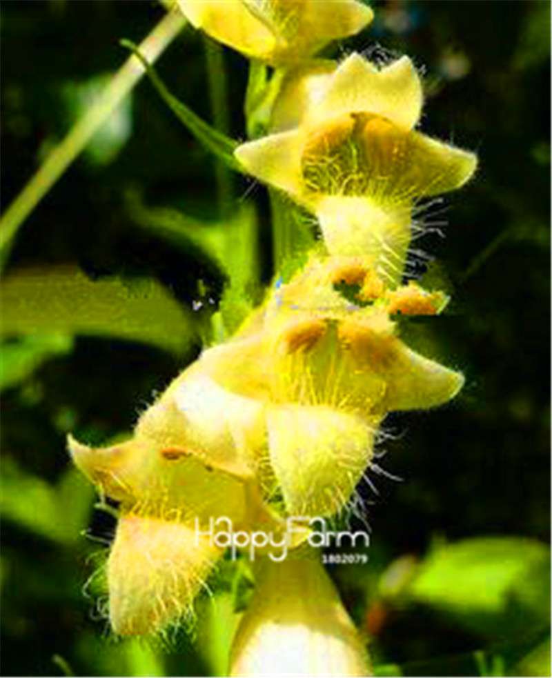 Fritillaria Foxglove Seeds - Potted Bonsai Garden Kit for DIY Home Planting | Premium Quality