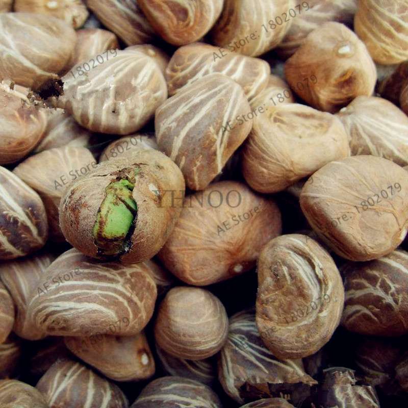 Money Tree Seeds (Pachira Macrocarpa) - Bonsai & Potted Plant for Home & Garden - Grow Your Own Lucky Tree