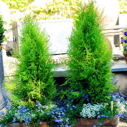 Siberian Carpet Cypress Seeds - Mini Bonsai Tree for Home Garden, Indoor & Outdoor Planting