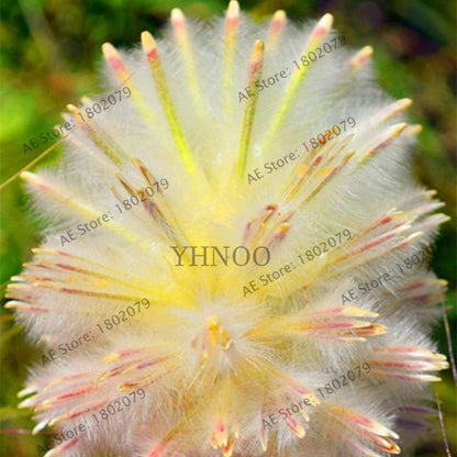 Buy Rare Ptilotus Exaltatus (Joey) Seeds - Australian Foxtail Flower for Your Garden