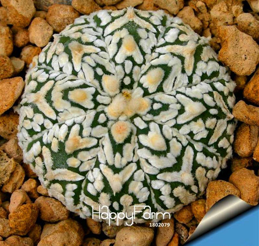 Succulent & Cactus Seeds Mix - Rare Stone-Like Potted Flowers for Home & Garden Planting - Fast US Shipping