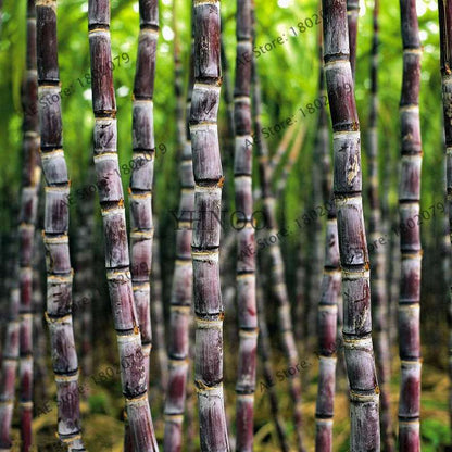 2025 New Sugar Cane Seeds - for Home Garden, Medicinal & Vitamin-Rich Planting (Non-GMO)