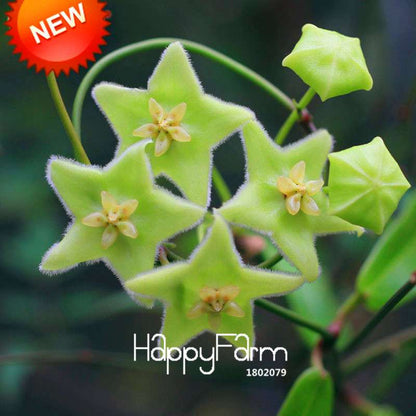 Rare Hoya Carnosa Orchid Seeds - Home Bonsai Flower Seeds for Planting
