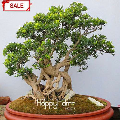 Boxwood Bonsai Seeds - Grow Purifying Air Boxtree Plants, Real Potted Seeds for Home & Garden