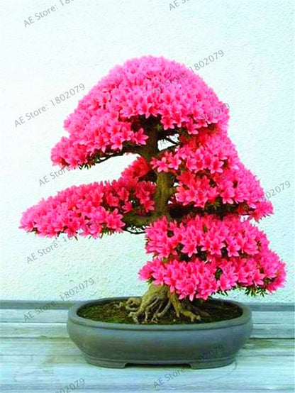 Rare Azalea Bonsai Seeds - DIY Home Garden Plants, Sakura-Like Blooms - Grow Japanese Cherry Flowers