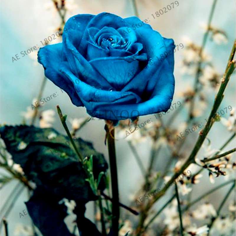 Rare Mixed Color Rose Seeds - Rainbow, Black, Blue - Bonsai Flower Seeds for Home Garden Planting