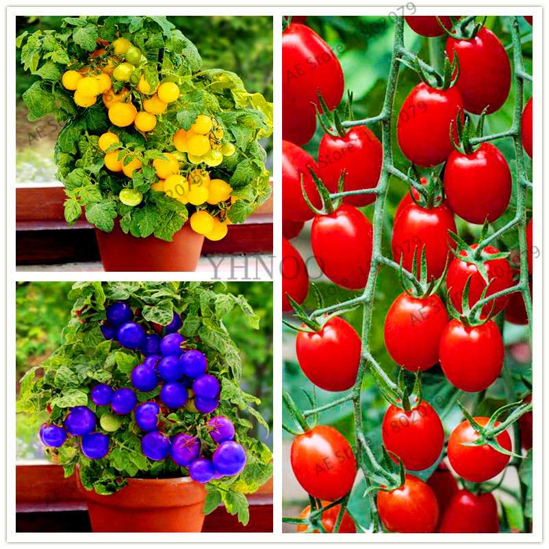 Bonsai Tomato Seeds - Easy to Grow Perennial Plant for Home & Garden, Healthy Fruit & Veggies