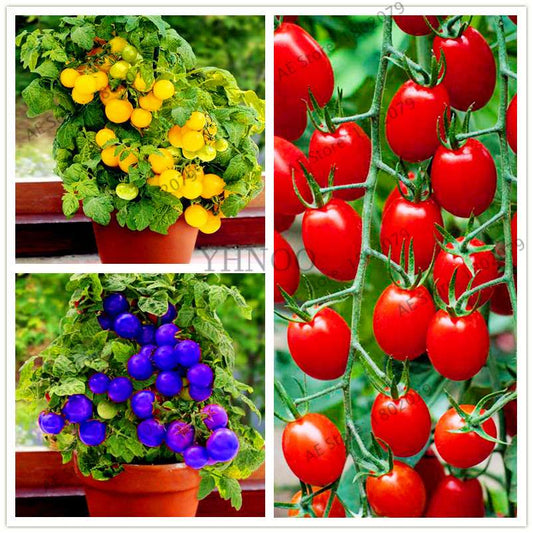 Bonsai Tomato Seeds - Easy to Grow Perennial Plant for Home & Garden, Healthy Fruit & Veggies