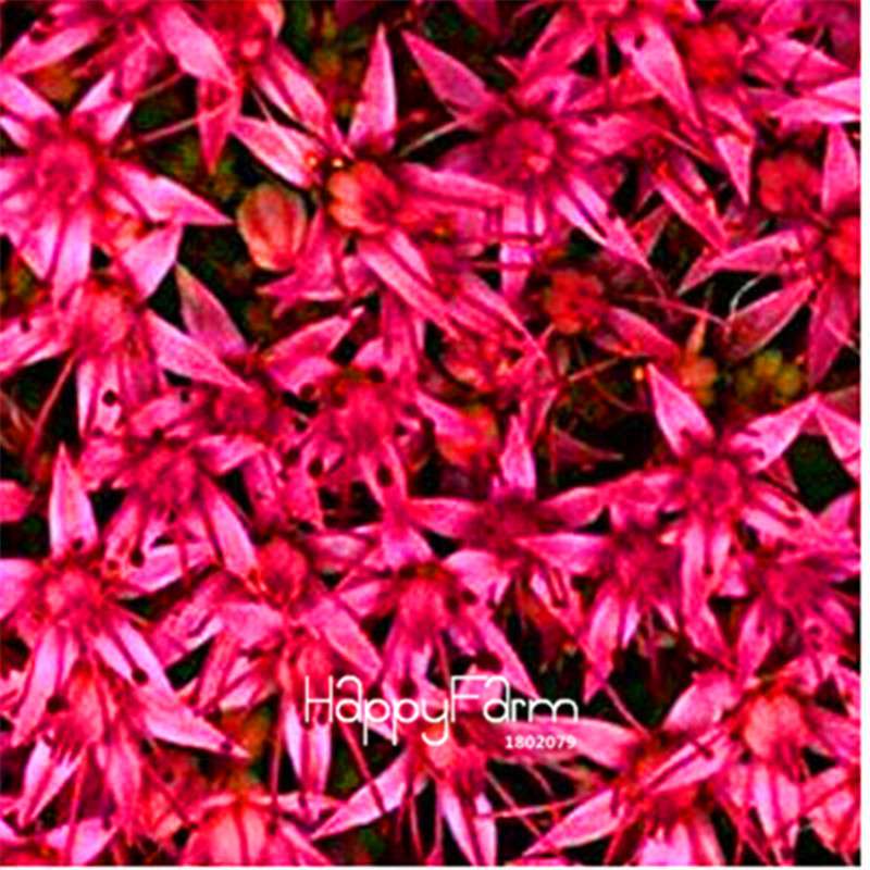 Gypsophila Seeds - Fragrant Bonsai Flowers for Home Garden Planting