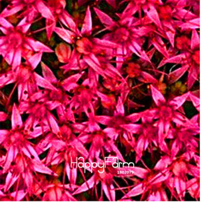 Gypsophila Seeds - Fragrant Bonsai Flowers for Home Garden Planting