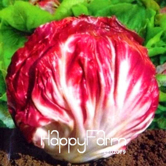 Red Cabbage Chicory Seeds - Fresh, Healthy Vegetable Seeds for Home Gardening | Non-GMO, Fast Growth