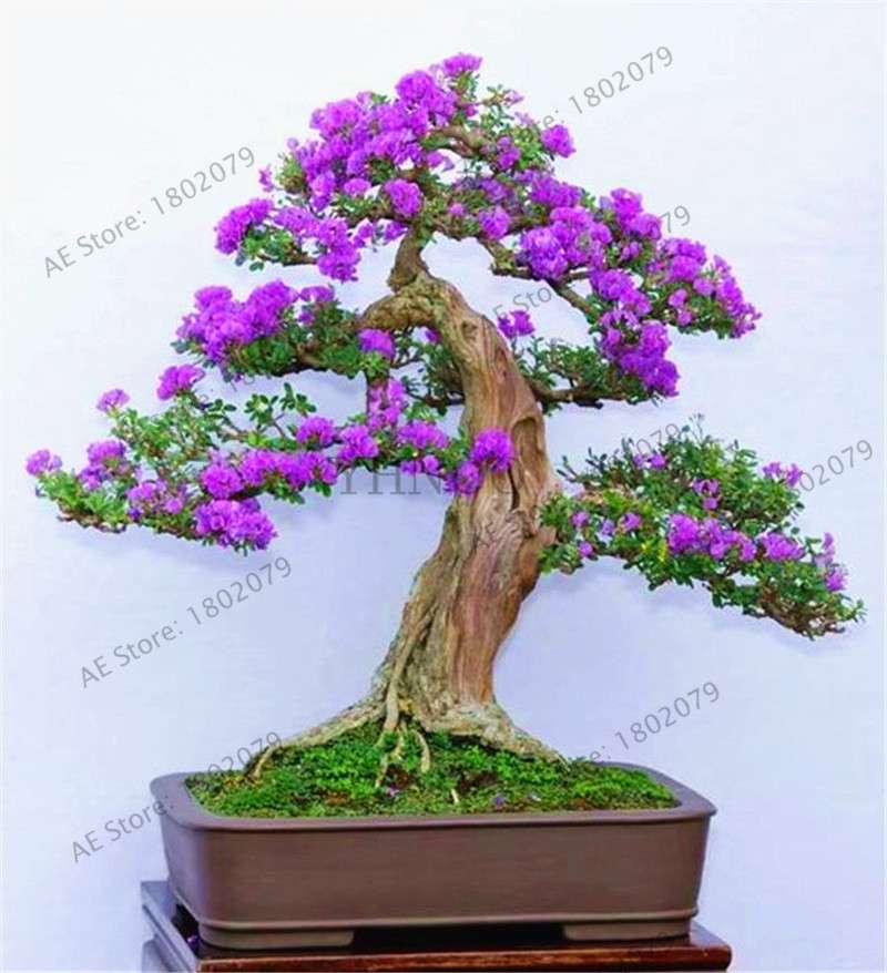 Rare Azalea Bonsai Seeds - DIY Home Garden Plants, Sakura-Like Blooms - Grow Japanese Cherry Flowers