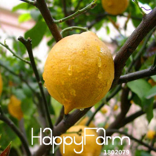Yellow Heart Lemon Seeds - Grow Citrus Limon Fruit Tree for Garden, Farm, or Bonsai | Non-GMO