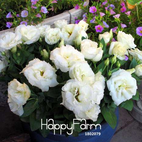 Premium White Eustoma Seeds - Perennial Lisianthus Flowers for Balcony & Pots | USA Garden