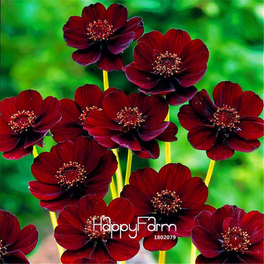 Black Magic Chocolate Cosmos Seeds - Atrosanguineus, Rare Flower Seeds for Planting