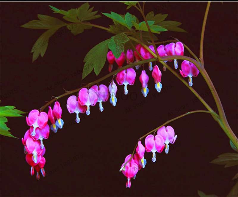 Bleeding Heart Seeds (Dicentra Spectabilis) - Orchid Seeds for Pots & Cottage Gardens