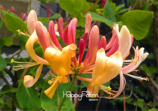 Honeysuckle Vine Seeds - Rare Flower Seeds for Home Garden, Naturally Grown & Bonsai