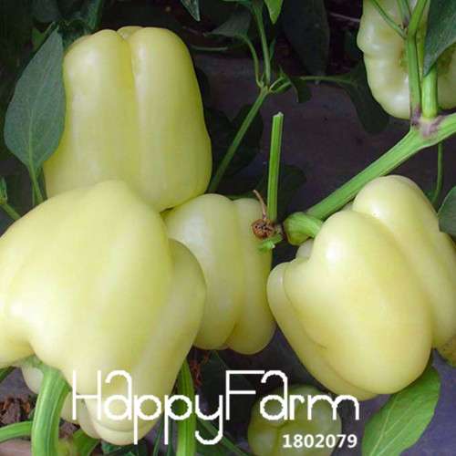 Organic Milk Pepper Seeds - Sweet, Non-GMO Vegetable Seeds for Garden & Pots - USA Shipping