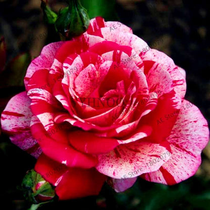 Rare Candy Stripe Rose Seeds - Mixed Color Bonsai Flower Seeds for Home Garden (Black, Blue)