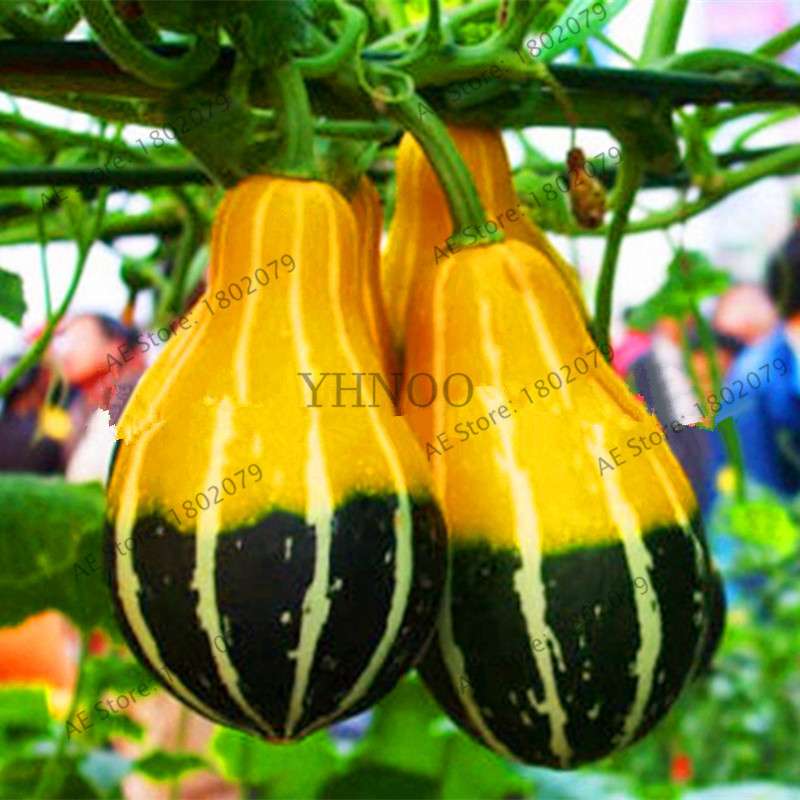 Rare Mandarin Duck Pear Pumpkin Seeds - Perennial Ornamental Garden & Potted Plant