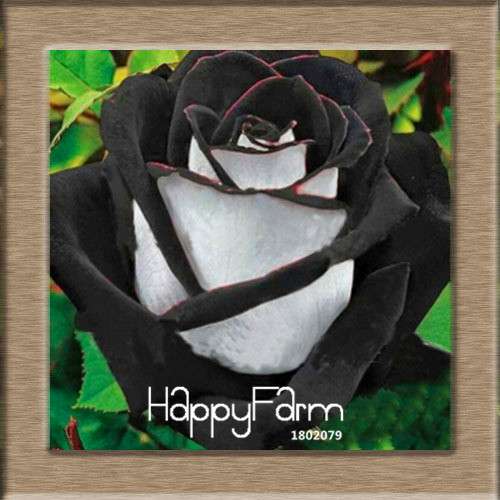 Premium White Black Edge Rose Seeds - for Home Garden & Balcony Planting | Rare Potted Rose Flowers