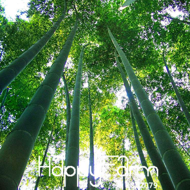 Giant Moso Bamboo Seeds for Planting - Fresh DIY Home Garden Kit