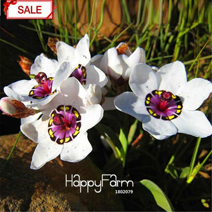 Red Sparaxis Tricolor Rose Flower Seeds - for Balcony Potted Flowers | USA Garden