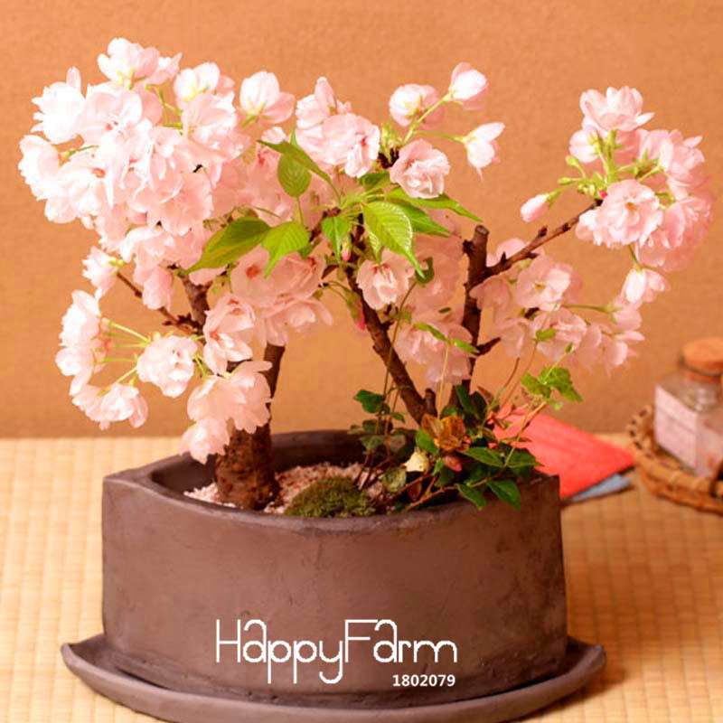 Cherry Bonsai Seeds - Japanese Sakura Tree Seeds for Home Garden Planting