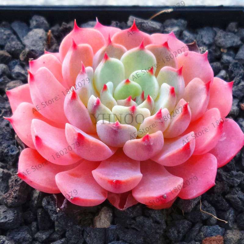 Rare Lithops Succulent Seeds - Living Stone Bonsai Mix for Mini Garden | Fast US Shipping