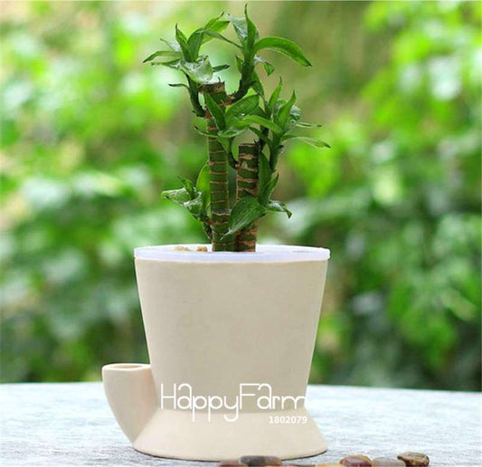 Lucky Bamboo Seeds - 95% Germination, Air-Purifying, Easy-Grow Dracaena for Home & Office