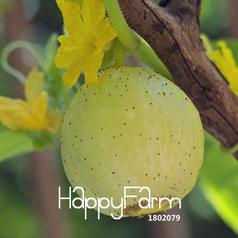 Crystal Apple Cucumber Seeds - Fresh, Crunchy & Sweet for Home Garden | Non-GMO, Easy Grow