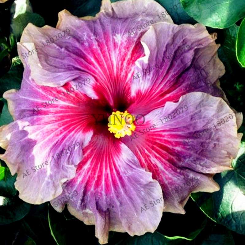 24-Color Giant Dinnerplate Hibiscus Seeds - Perennial Flower for Home, Bonsai & Garden Planting