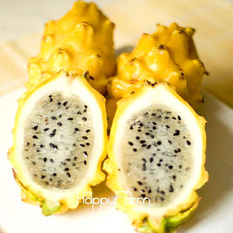 Yellow Dragon Fruit Seeds - Non-GMO Hylocereus Pitaya Plants, Perennial & Easy to Grow