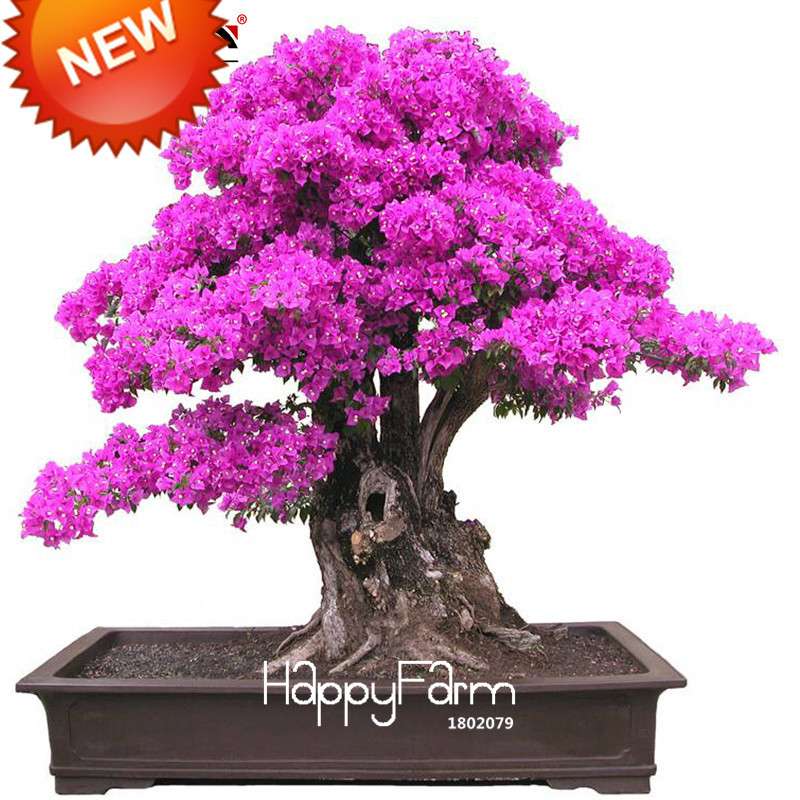 Purple Bougainvillea Spectabilis Seeds - Perennial Flower Seeds for Bonsai & Garden Planting