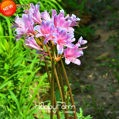 Blue & Pink Lycoris Radiata Seeds - Perennial Flower Seeds for Planting, Potted Garden